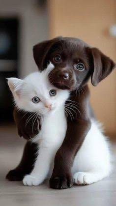 cachorros